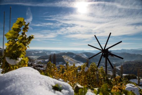 Weinberge im Winter