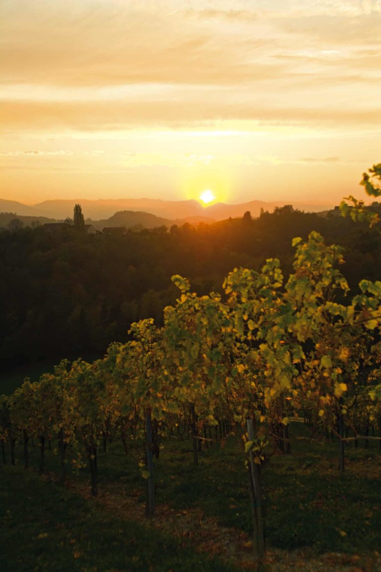 Weinberge bei Sonnenuntergang