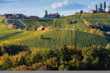 Weingärten Südsteiermark