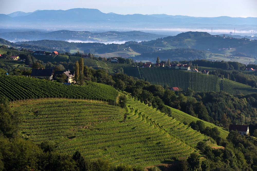 Weingarten Südsteiermark Aussicht istock24