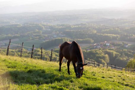 Reiten und Urlaub mit Pferd in der Südsteiermark