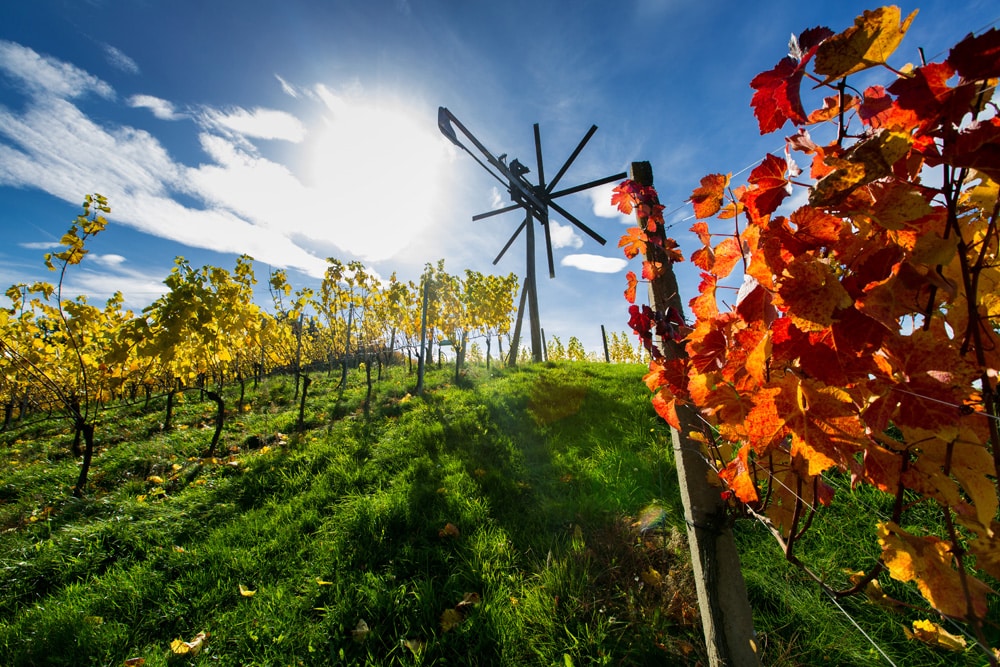 Weinberge in der Südsteiermark mit sanften Hügeln und grünem Wein